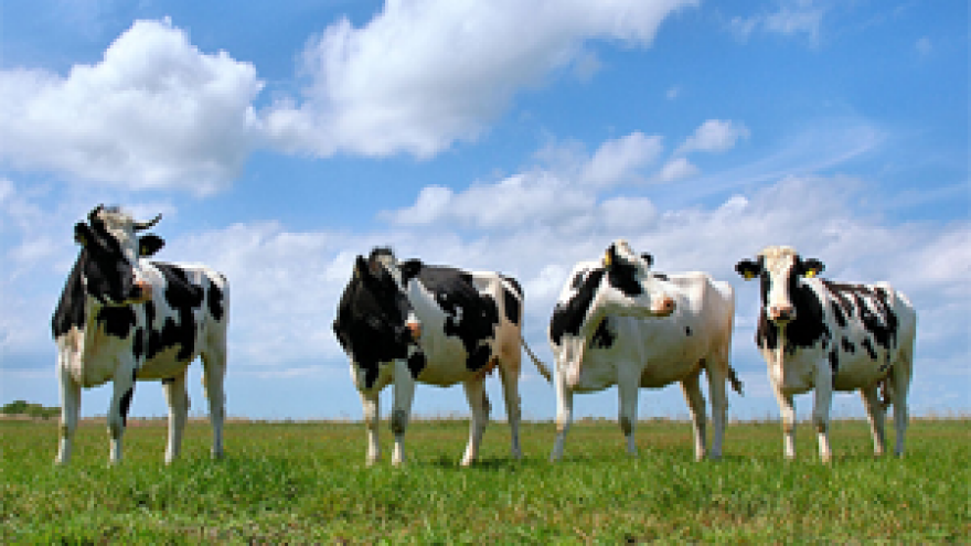 Mljekari trebaju graditi svoje mini mljekare