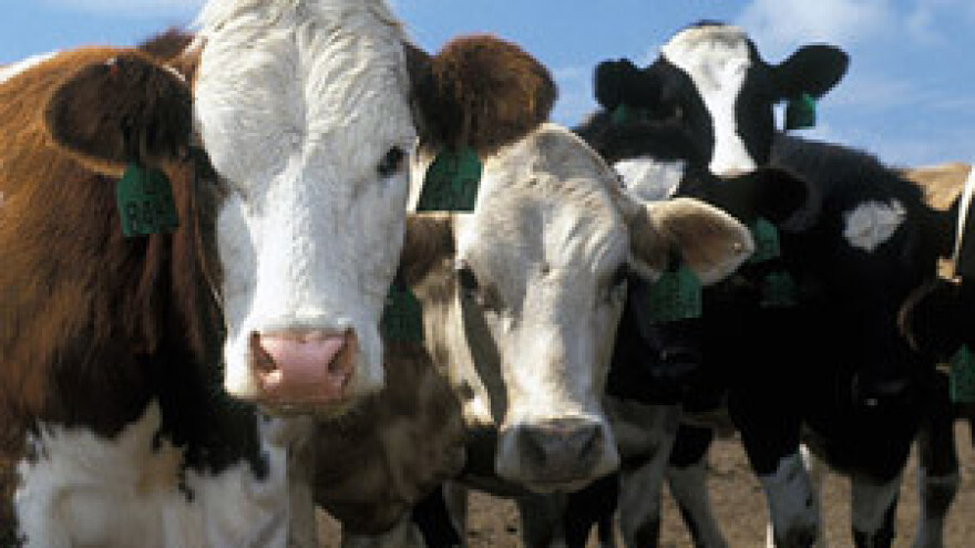 Isplata izravnih plaćanja u stočarstvu