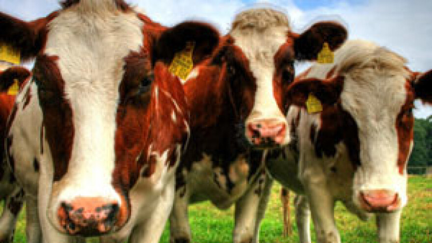 Održana 14. stočarska izložba