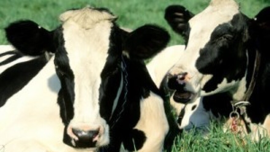 Bez poticaja u govedarstvu ostaje 1.000 malih stočara