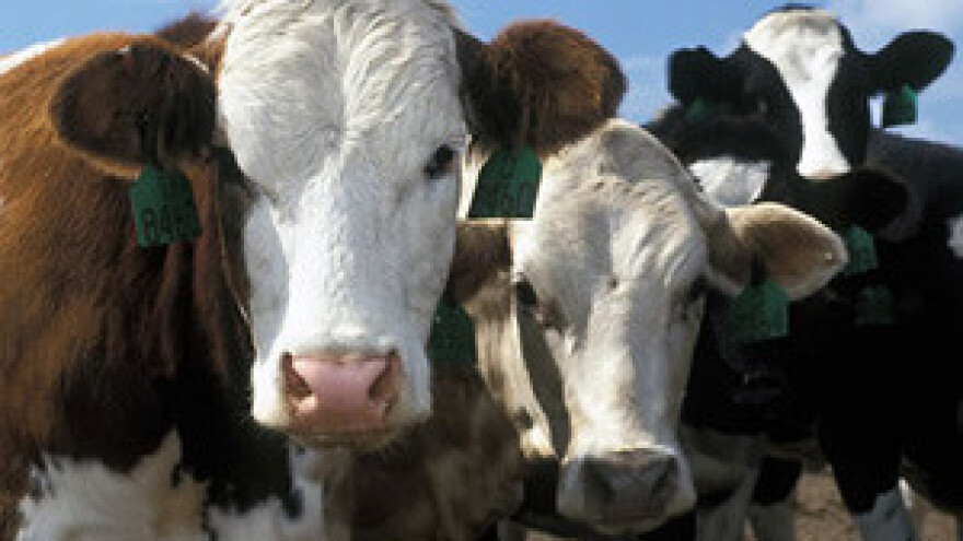 Suša pogodila stočare - 20 % manja proizvodnja mlijeka