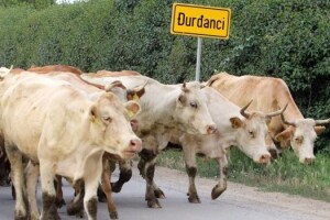 Hoće li krave opet pobijediti?