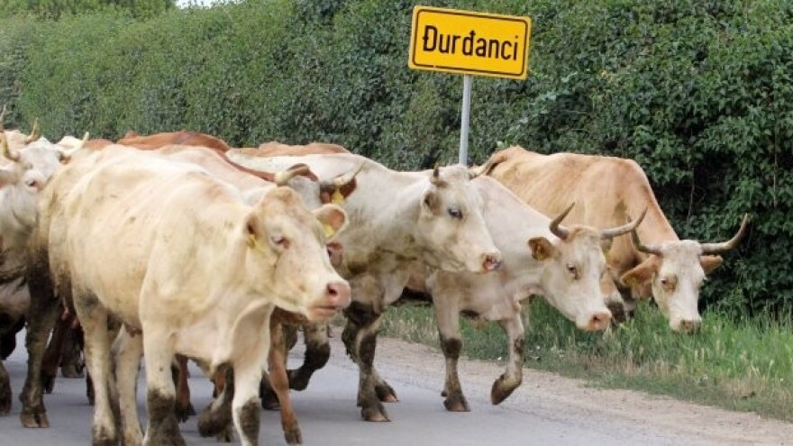 Hoće li krave opet pobijediti?