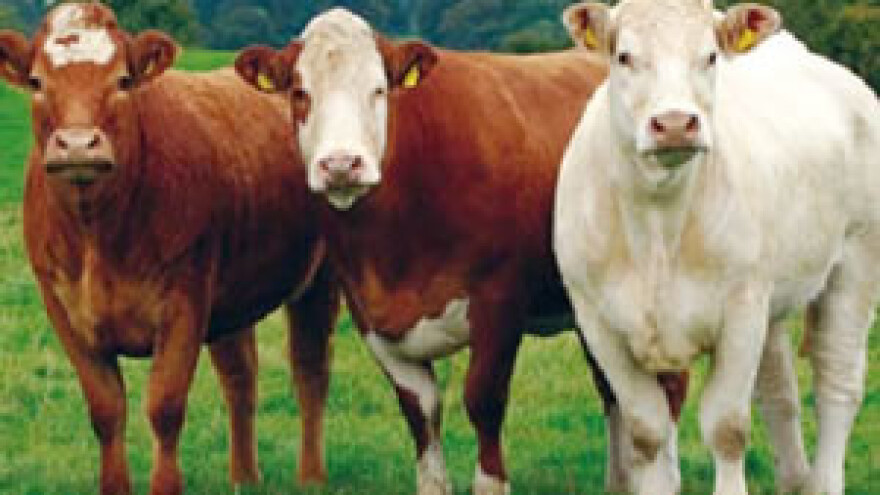 Čobanković obećao besplatnu legalizaciju pa izigrao stočare