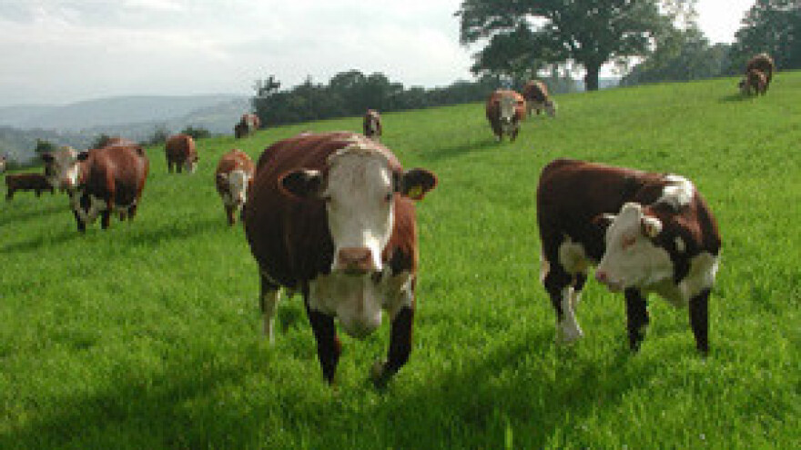 Čobanković: Legalizacija poljoprivrednih objekata od jeseni