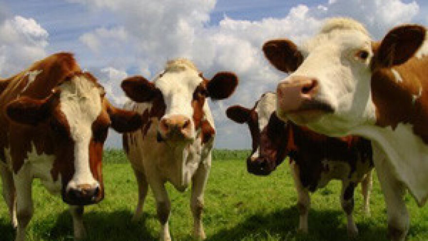 S otkupnom cijenom mlijeka raste i njegov uvoz