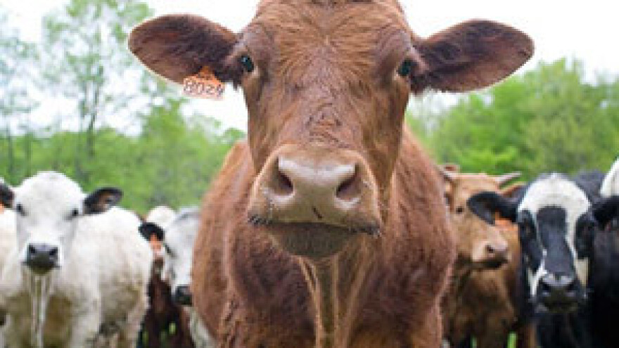 U siječnju prva struja od otpada s farmi Žita