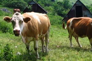 Leukoza se širi - seljaci u panici, a inspekcija i veterinari šute