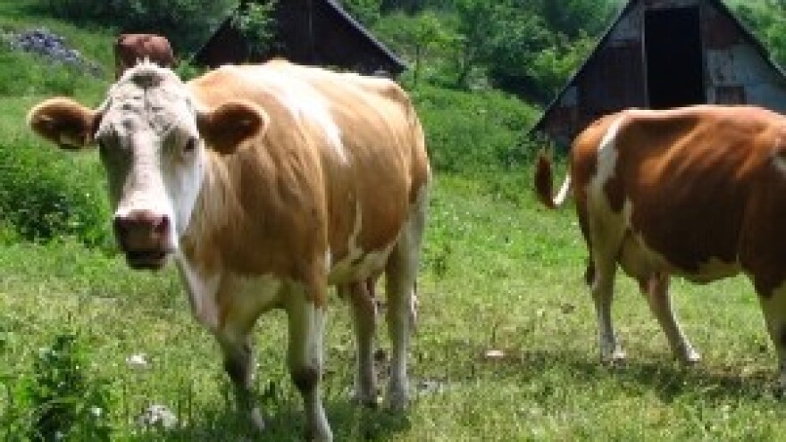 Leukoza se širi - seljaci u panici, a inspekcija i veterinari šute