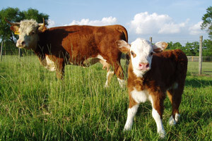 Proizvodnjom sira do mini sirane
