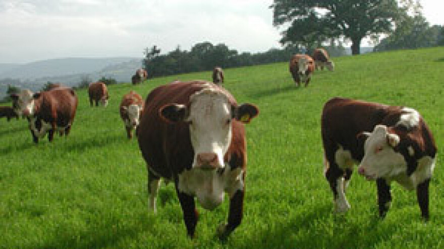 Đakovština godišnje proizvede najviše litara mlijeka