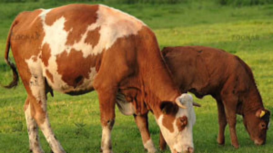 Zbog bolesti, krave moraju na klanje