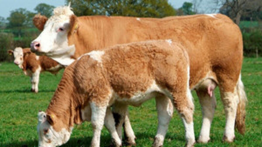 Proizvođači tovnih goveda u problemima