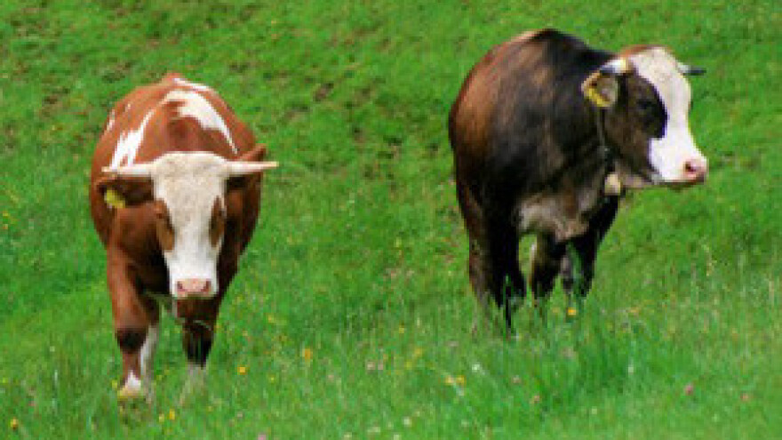 Legalizacija farmi najveći je problem domaćeg agrara