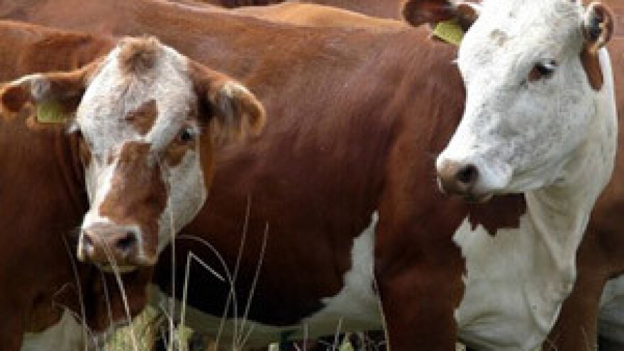 Isplata šteta proizvođačima životinja oboljelih od leukoze