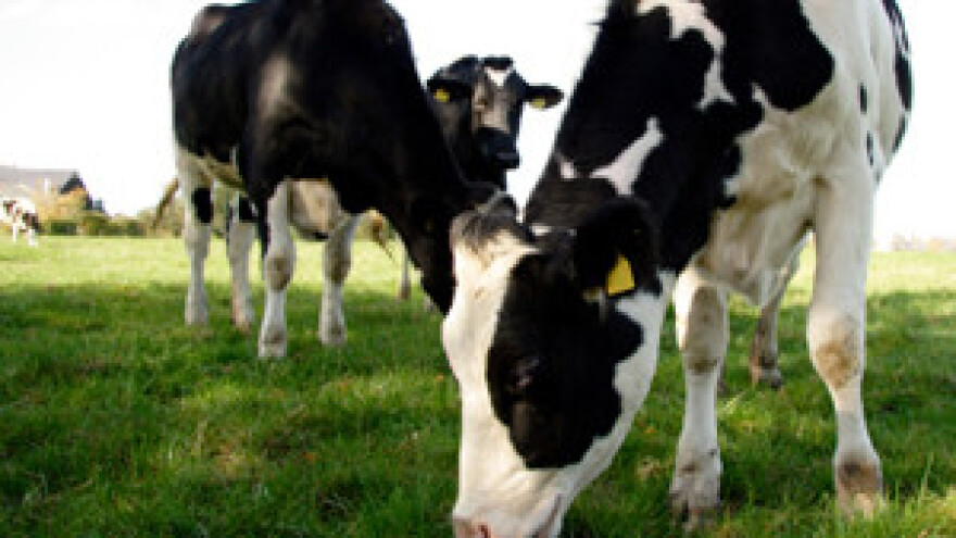 Tržišni obračun oko cijene mlijeka