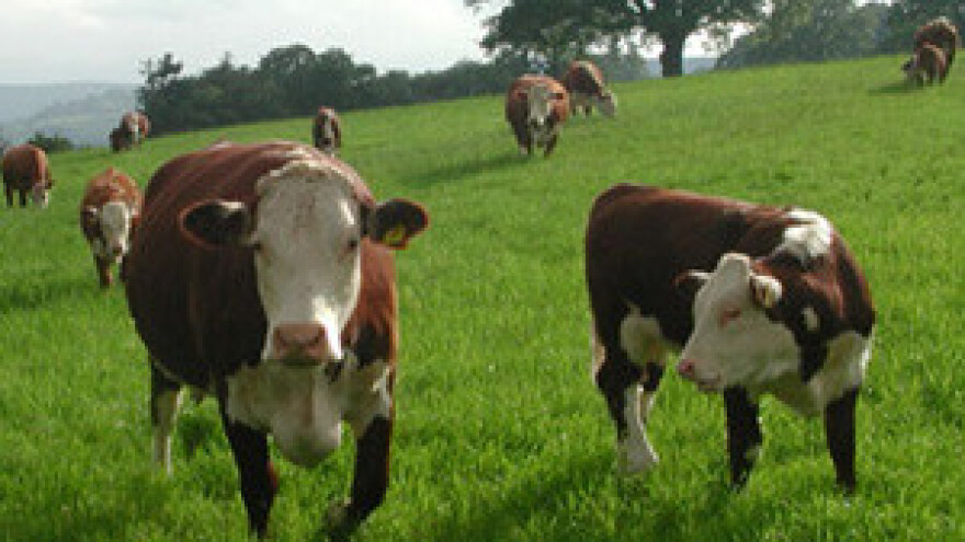 Farme na kojima je pronađena leukoza goveda prijeti zatvaranje