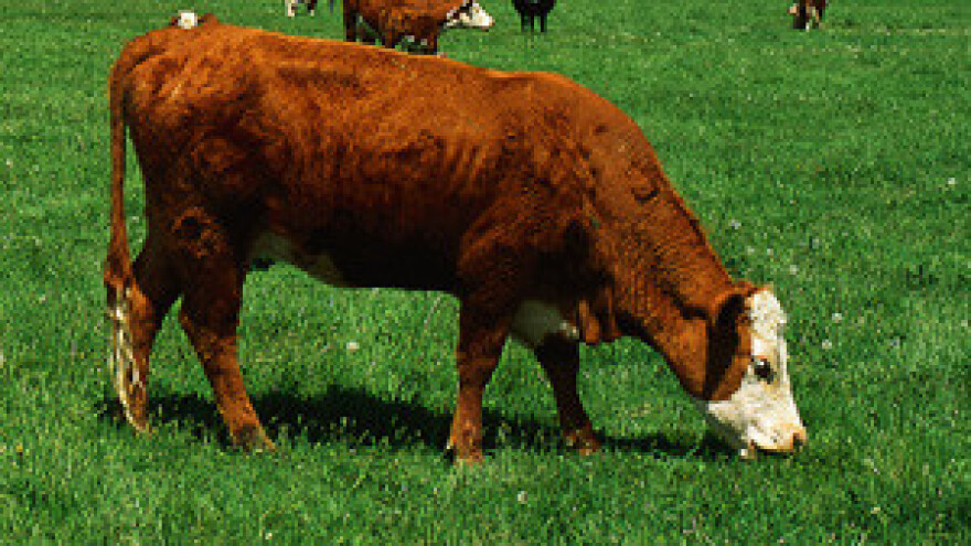 Isplata poticaja za proizvođače mlijeka svaka tri mjeseca