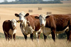Europu plaši novi virus Schmallenberg