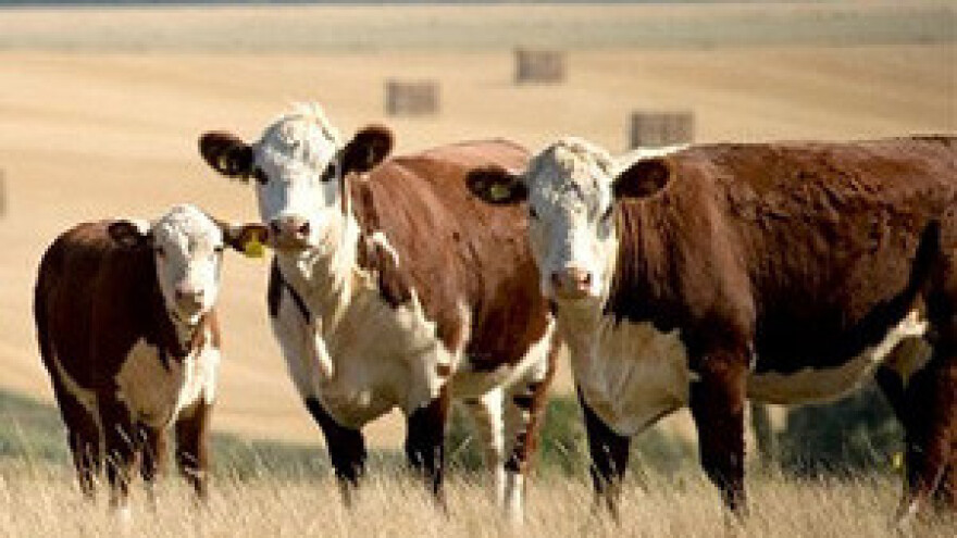 Europu plaši novi virus Schmallenberg