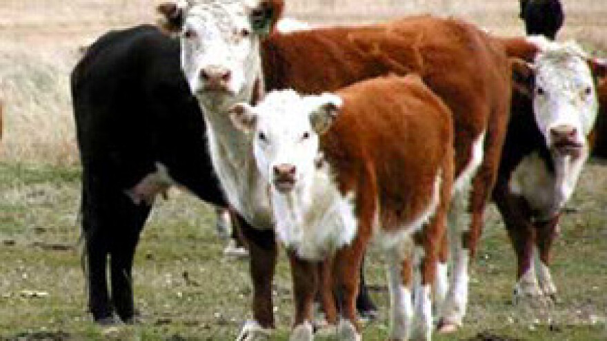 Dukat uvodi propisne mjere za otkup svježeg sirovog mlijeka