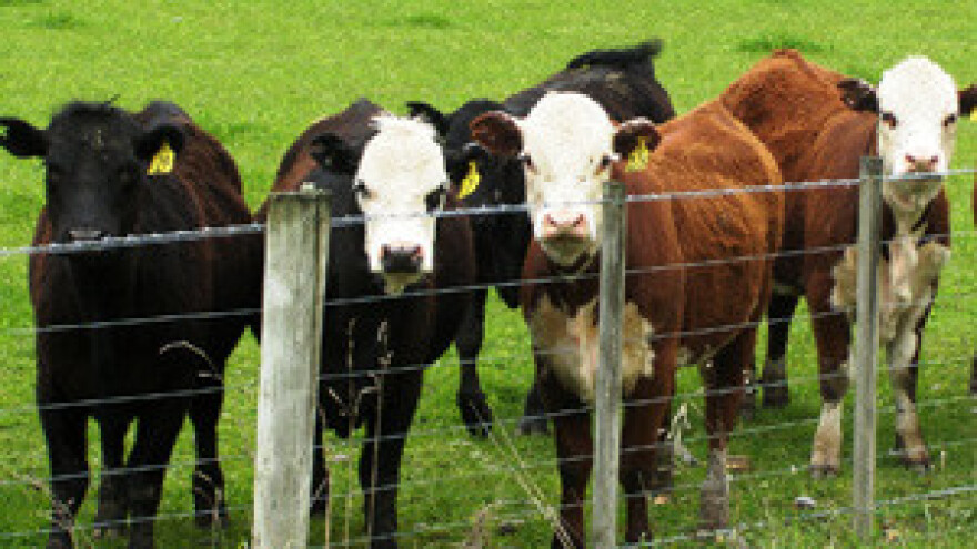 Domaći mljekarski sektor usklađuje se s pravilima EU