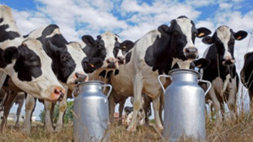 Otkupljivači otkazuju kooperantima najnižu zaštitnu cijenu mlijeka