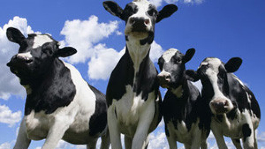 Zabranjena distribucija mlijeka sa slovenskih farmi