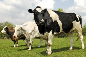 Prva farma u Hrvatskoj koja je izgrađena sredstvima IPARD-a