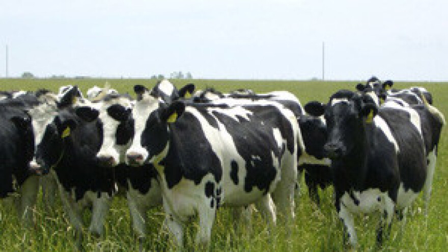 Prava istina o mljekarima: Nisu problem cijene već produktivnost