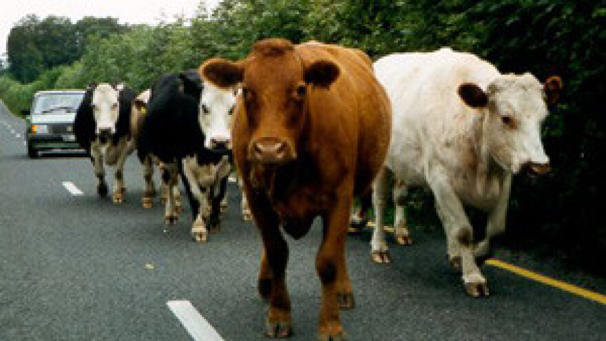 Mljekari kažu da će s kravama u Zagreb