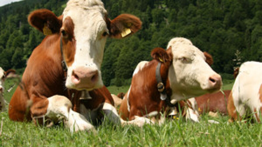 Svaka hrvatska krava zadužena je gotovo 600 kuna