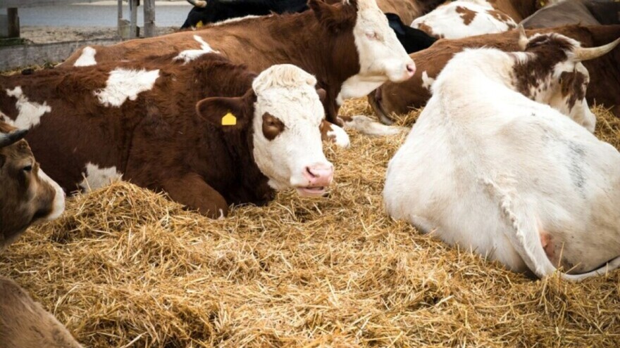 Šta broj 13 znači za BiH poljoprivredu?!