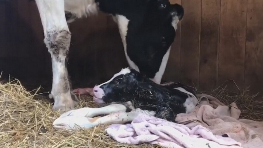 Steona krava provalila vrata kamiona na putu u klaonicu i otelila se!