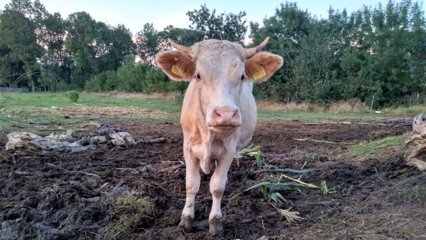 Kako preživari vare hranu?