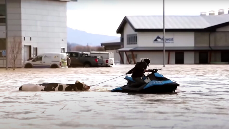 Poplave u Kanadi usmrtile tisuće životinja, preživjele ostale bez hrane i vode
