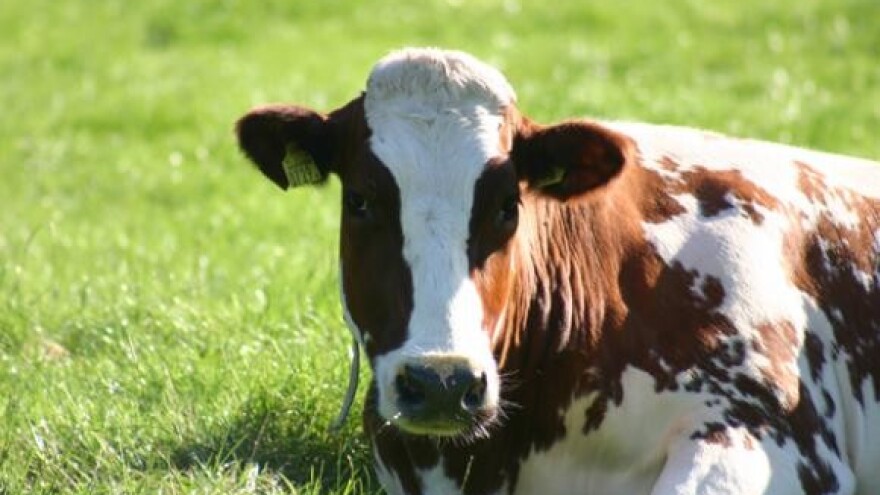 Mljekari dobili 40 milijuna kuna