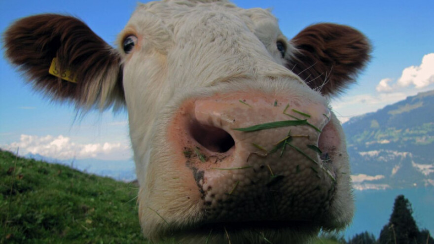 Pika, Šeka i Liska - najčešća imena slovenskih krava