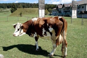 Poticaji i subvencije u Virovitičko-podravskoj županiji u 2009. godini