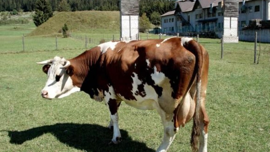 Poticaji i subvencije u Virovitičko-podravskoj županiji u 2009. godini