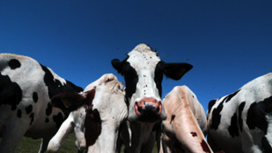 2,95 milijuna eura po farmi, kupnja stoke na kredit