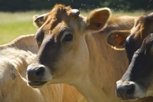 Sve su veći izazovi mljekarske industrije