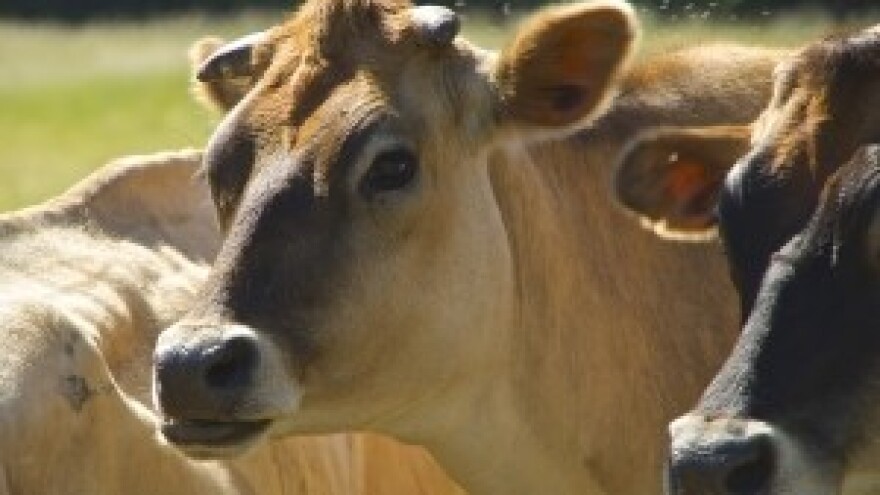 Sve su veći izazovi mljekarske industrije
