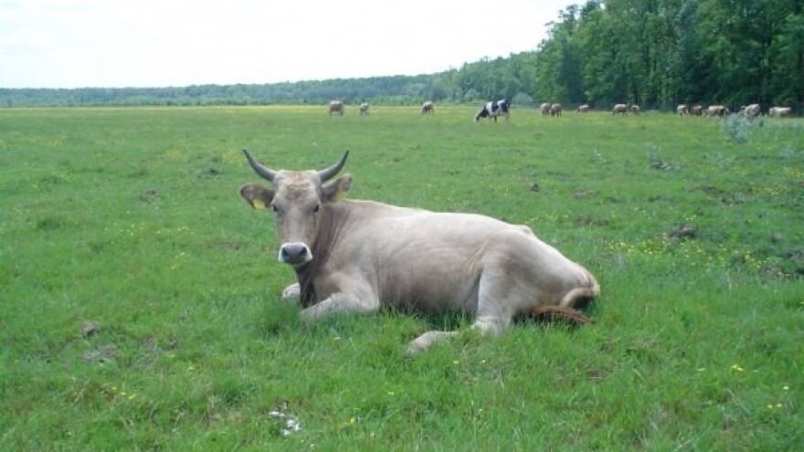Kako spriječiti pojavu mikotoksina?