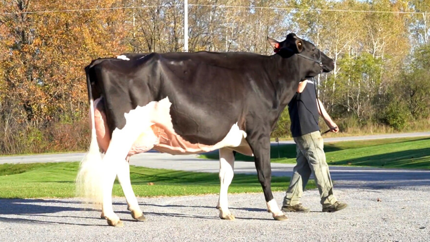 Doc je najskuplja muzna krava na svijetu: Za koliko je prodana?