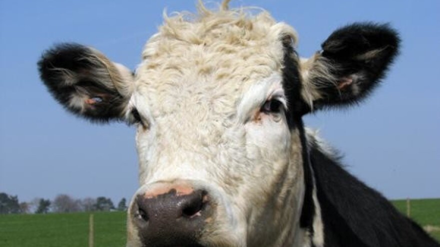 Istarski uzgajivači pokazali svoja najljepša goveda