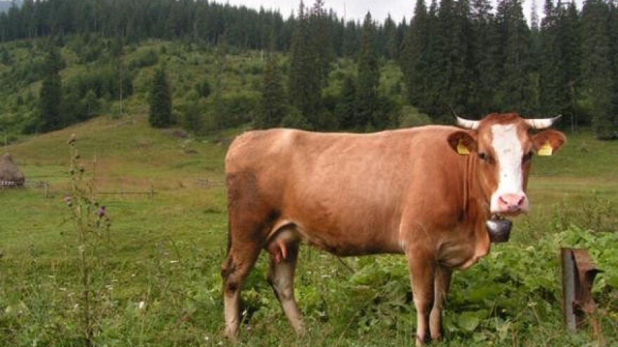 Mljekari strahuju od sve većeg uvoza