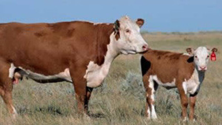 Stečaj mljekare Staro Petrovo Selo