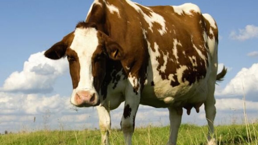 Proglašena najgrla stočarske izložbe