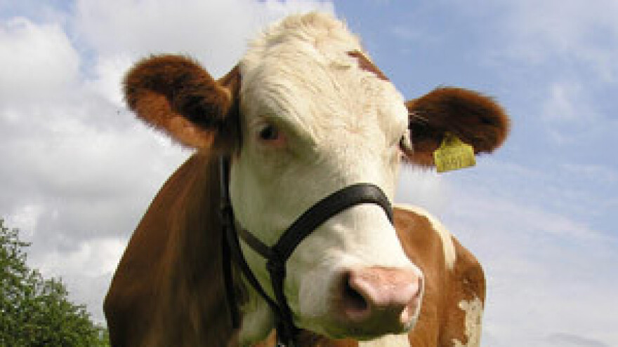 Prodaja sira i vrhnja samo uz odobrenje Ministarstva